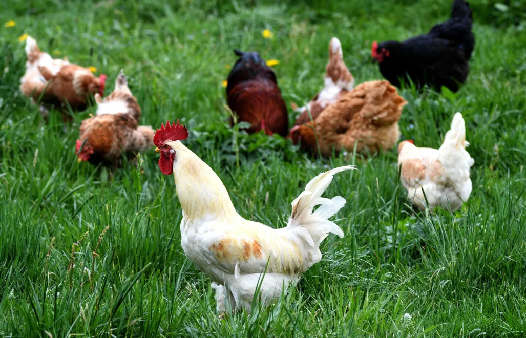 Kury (zdjęcie ilustracyjne). Fot. PAP/Darek Delmanowicz