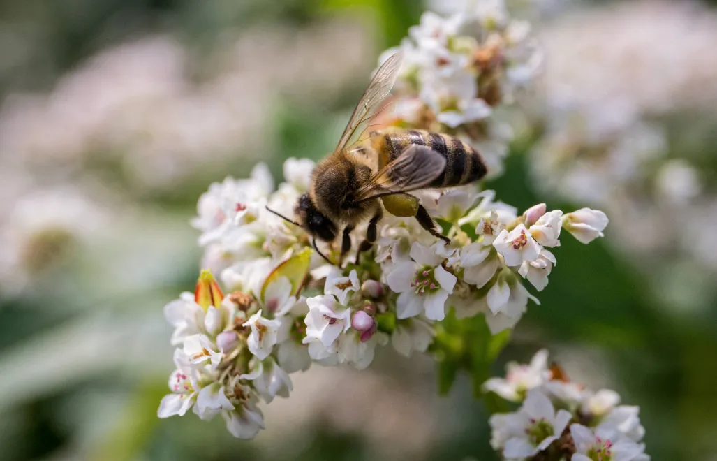 Pszczoła miodna oblatuje kwiat gryki. Fot. PAP/Wojtek Jargiło