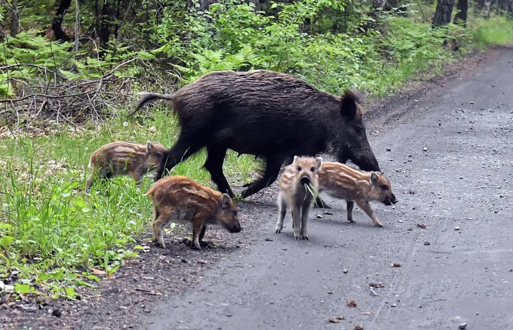 Wataha dzików z młodymi. Fot. PAP/Marcin Bielecki