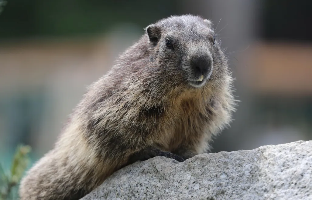Świstaki w Tatrzańskim Parku Narodowym. Fot. PAP/Grzegorz Momot