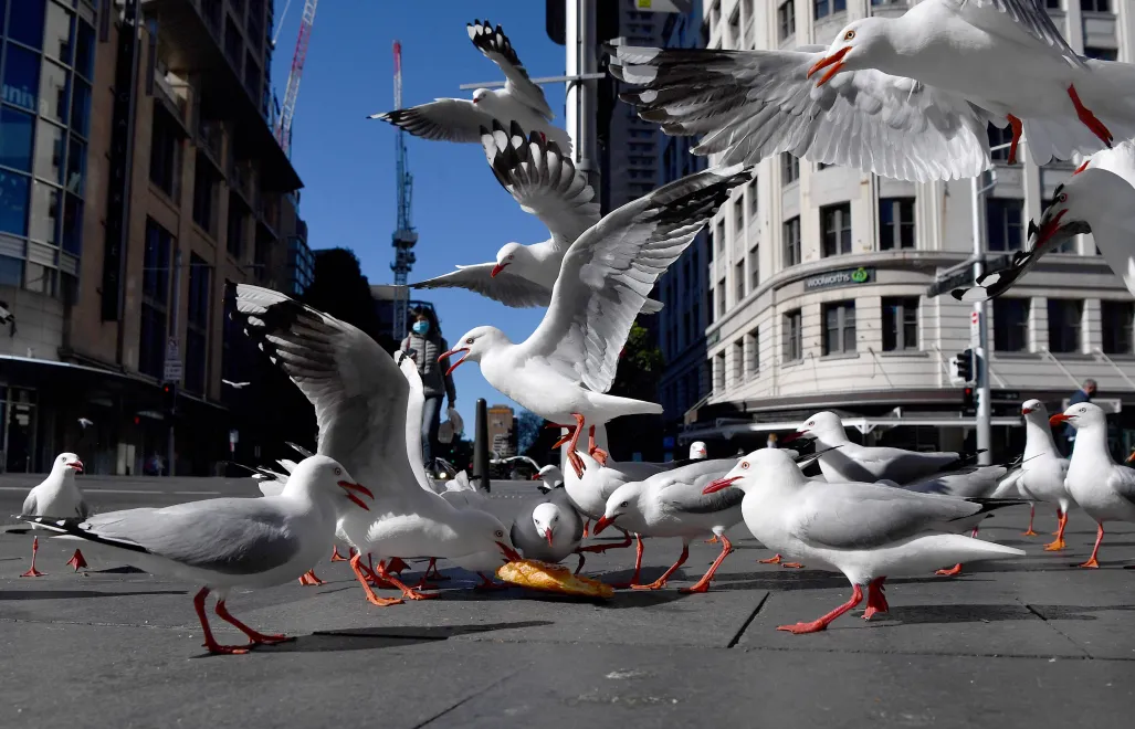 Mewy, zdjęcie ilustracyjne, fot. PAP/EPA/AAP/JOEL CARRETT