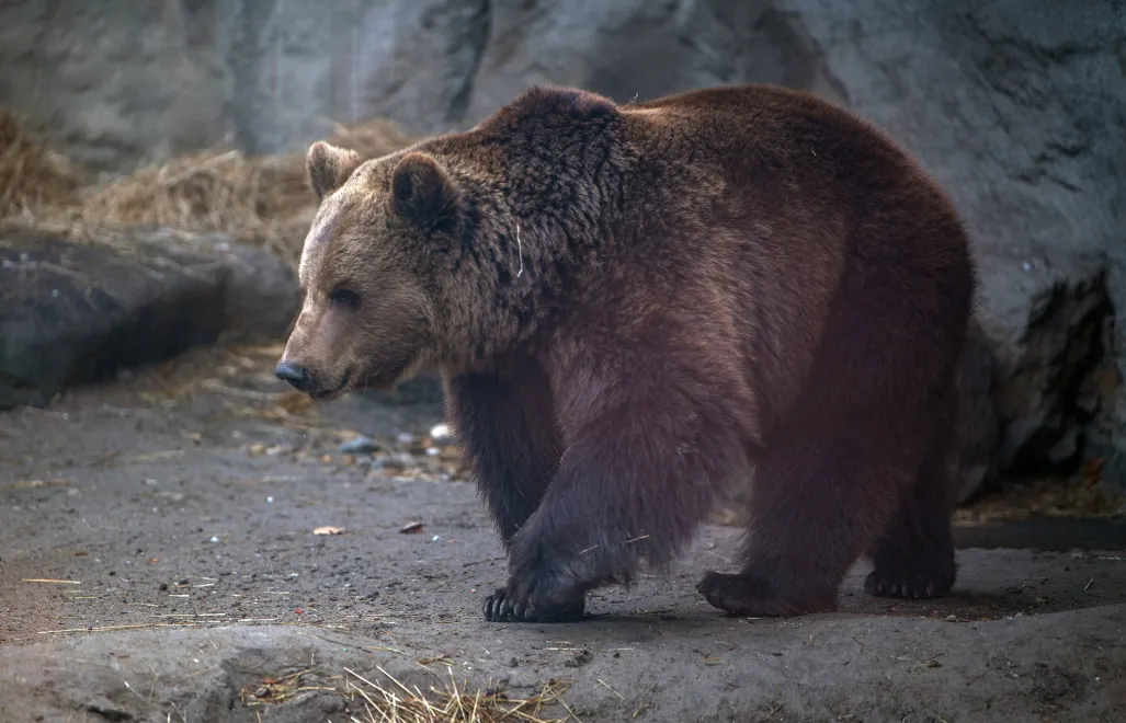 Niedźwiedź brunatny, zdjęcie ilustracyjne, fot. PAP/EPA/MTI/Zoltan Balogh