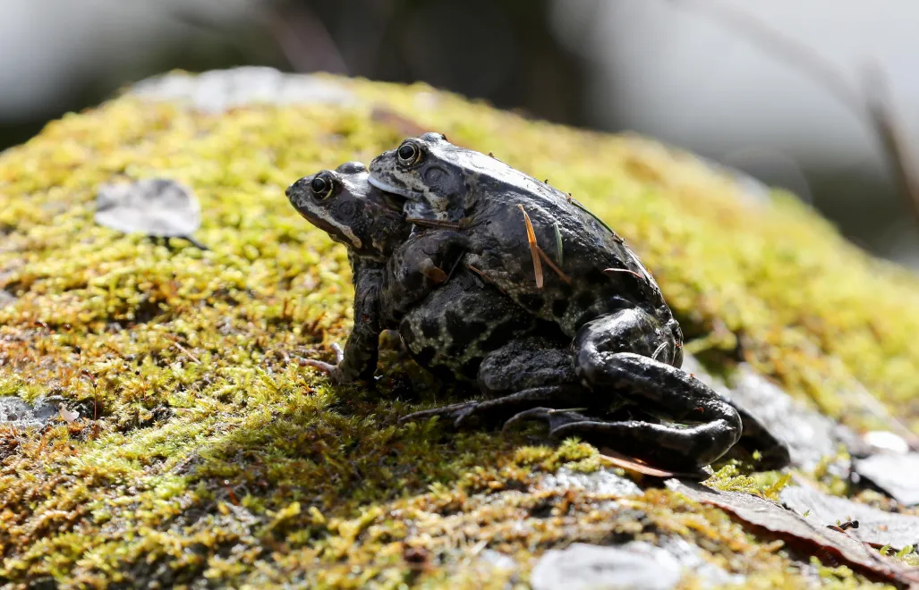 Żaby Fot. PAP/Grzegorz Momot