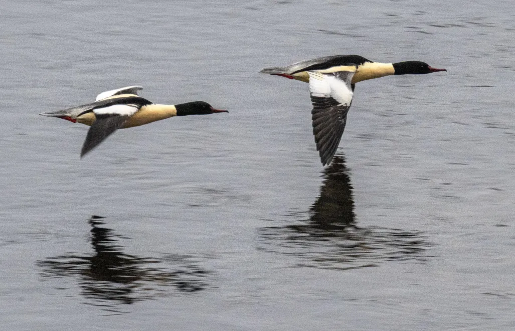 Para nurogęsi. Fot. PAP/Darek Delmanowicz