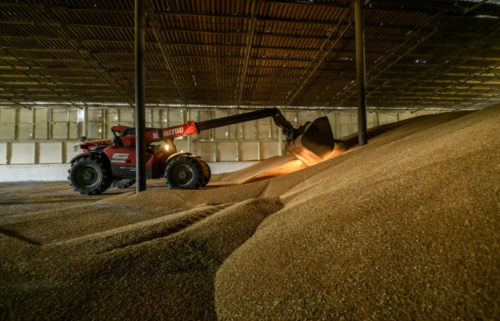 Żniwa pszenicy, zdjęcie ilustracyjne, fot. PAP/Vladyslav Musiienko