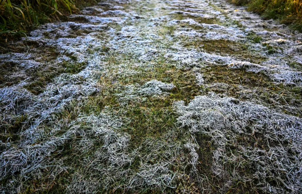Przymrozki (zdjęcie ilustracyjne). Fot. PAP/Darek Delmanowicz