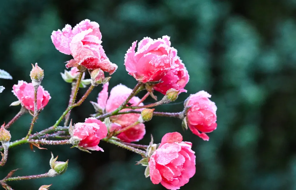 Przymrozki Fot. PAP/MARCIN BIELECKI