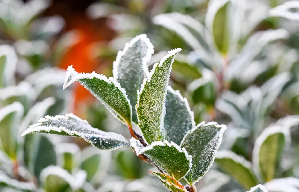 Poranny przymrozek. Zdj. ilustracyjne. Fot. PAP/Marcin Bielecki