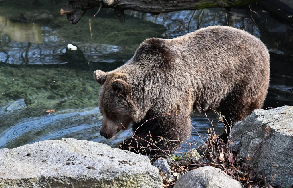 Niedźwiedź Fot. PAP/Maciej Kulczyński