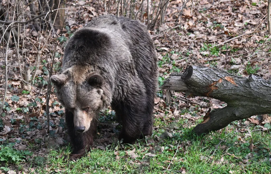 Niedźwiedź. Zdj. ilustracyjne. Fot. PAP/Maciej Kulczyński