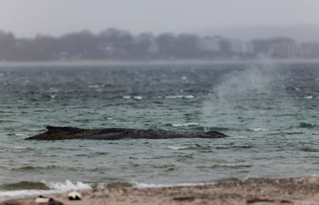 Humbak Timmy, akcja ratunkowa. Fot. PAP/EPA/SELIM SUNDHEIMER