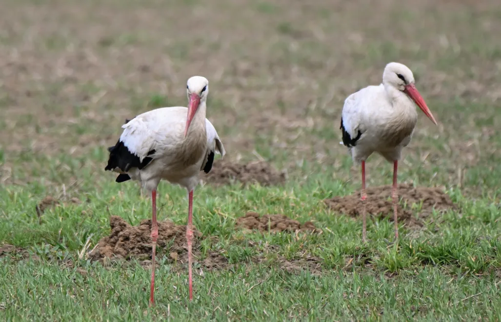 Bociany. Zdj. ilustracyjne. Fot. PAP/Andrzej Jackowski
