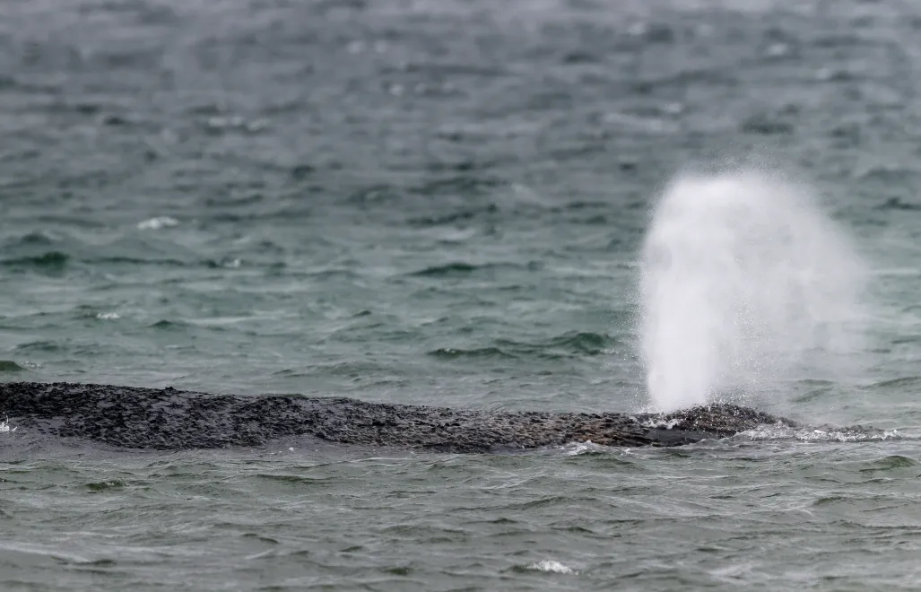 Humbak Timmy. Fot. EPA/SELIM SUNDHEIMER