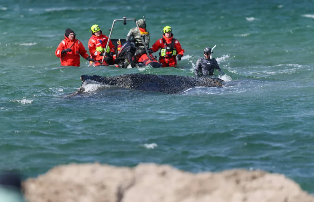 Akcja ratunkowa humbaka, fot. PAP/EPA/SELIM SUDHEIMER