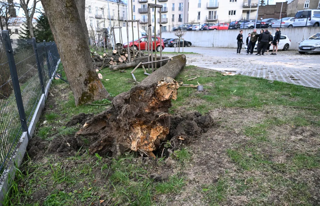 Powalone drzewa Fot. PAP/Darek Delmanowicz