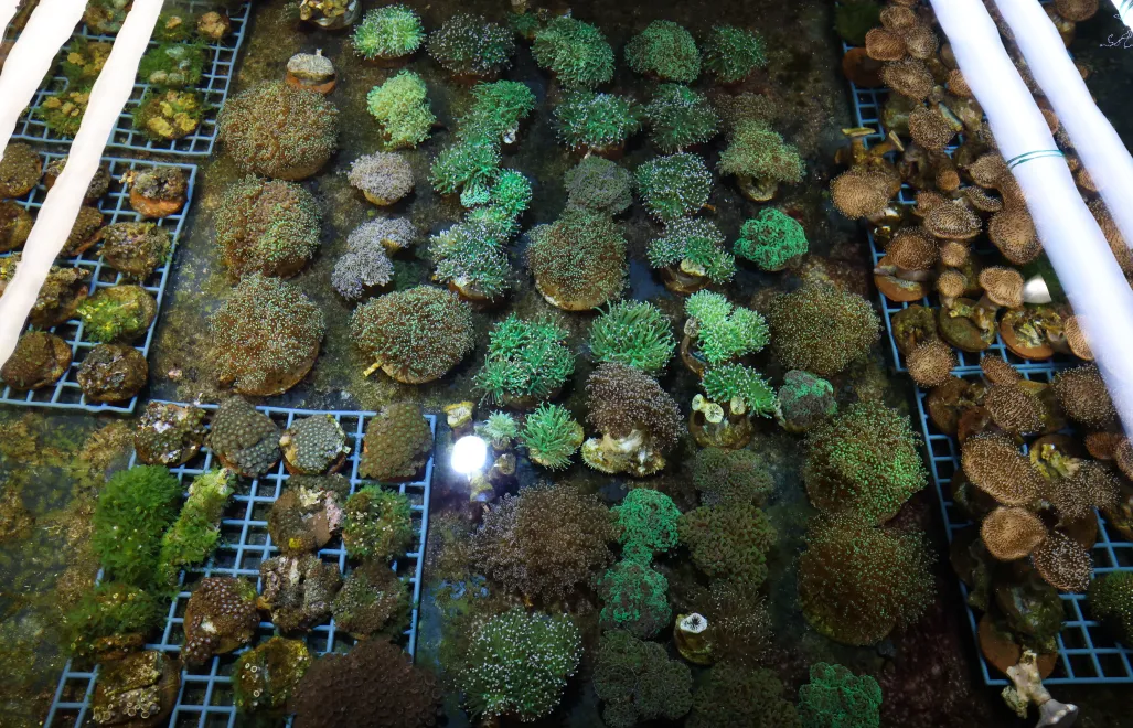 Fragmenty rafy koralowej przemycone do Warszawy. Fot. PAP/Marian Zubrzycki