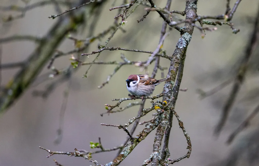Wiosna Fot. PAP/Darek Delmanowicz