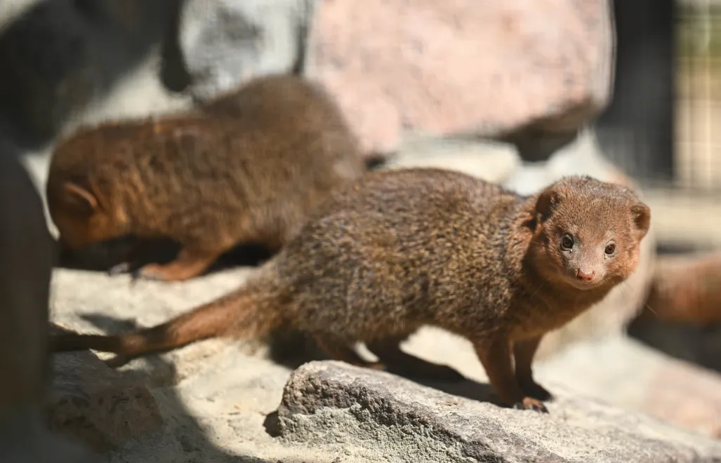 Nowi mieszkańcy Gdańskiego Ogrodu Zoologicznego, mangusteczki karłowate. Fot. PAP/Adam Warżawa
