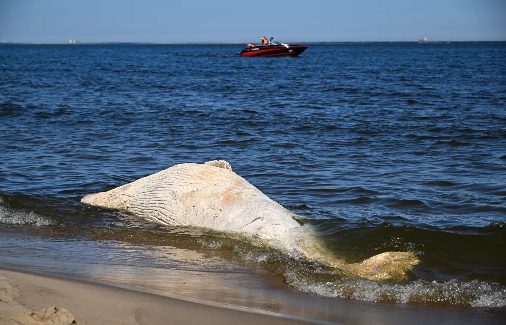 Od martwego wieloryba znalezionego na plaży pobrano próbki do badań. Fot. PAP/PAP/Andrzej Jackowski