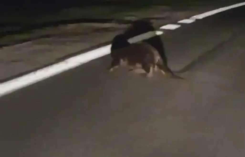 Bóbr. Fot. Policja Mazowiecka