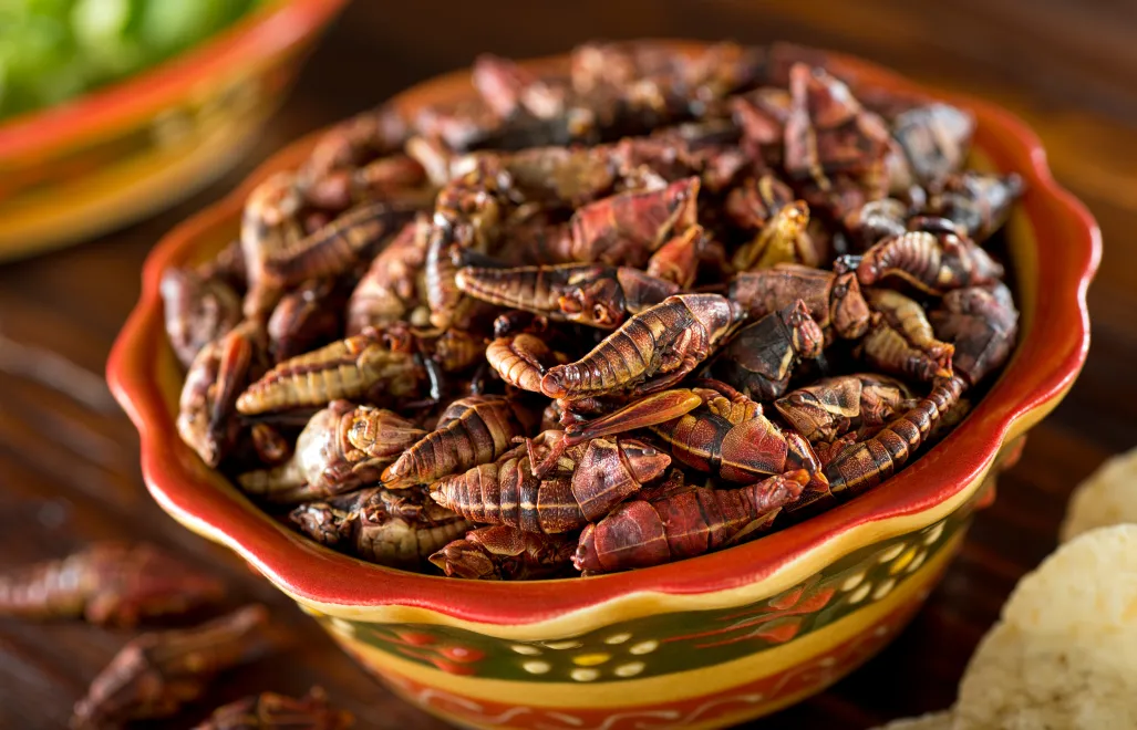 Chapulines. Fot. fudio/Adobe Stock