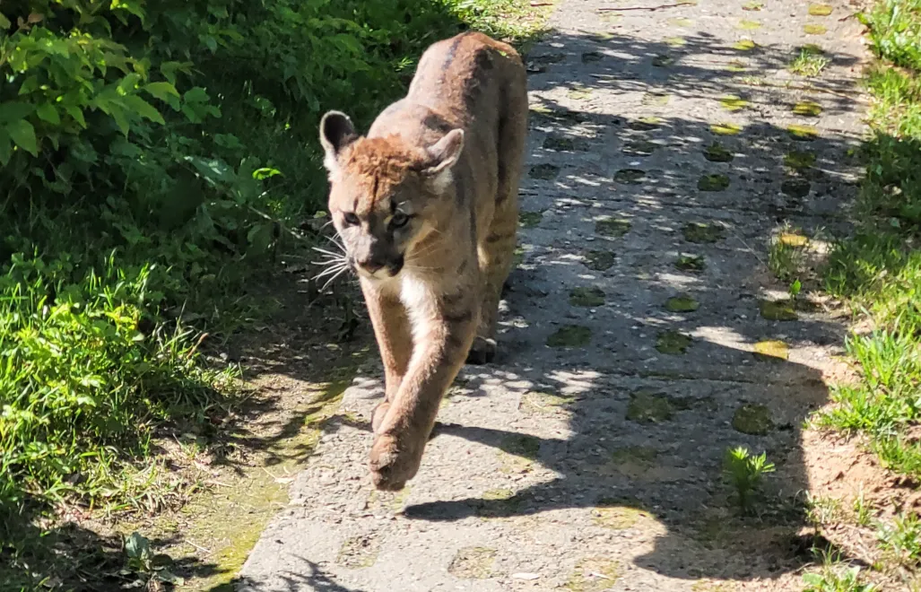 Puma widziana przed posesją we wsi Karsinka. Fot. PAP/Monika Żywanowska
