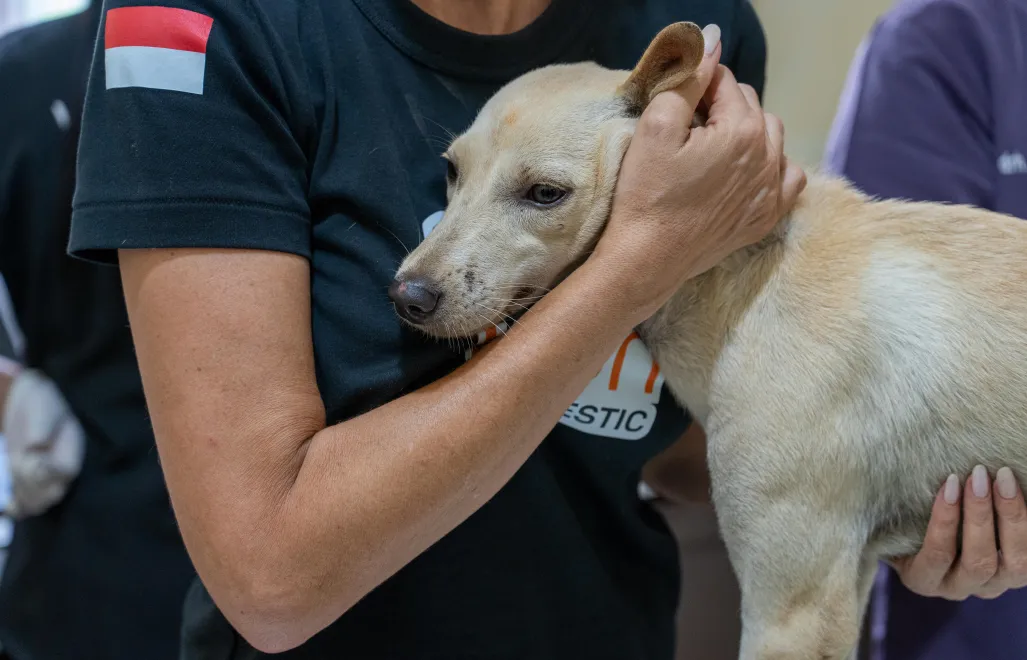 Fordhanto Bimantoro / Humane World for Animals