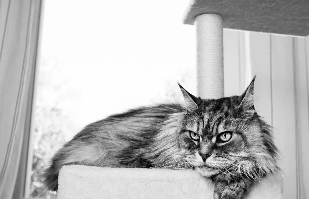 Royal Canin