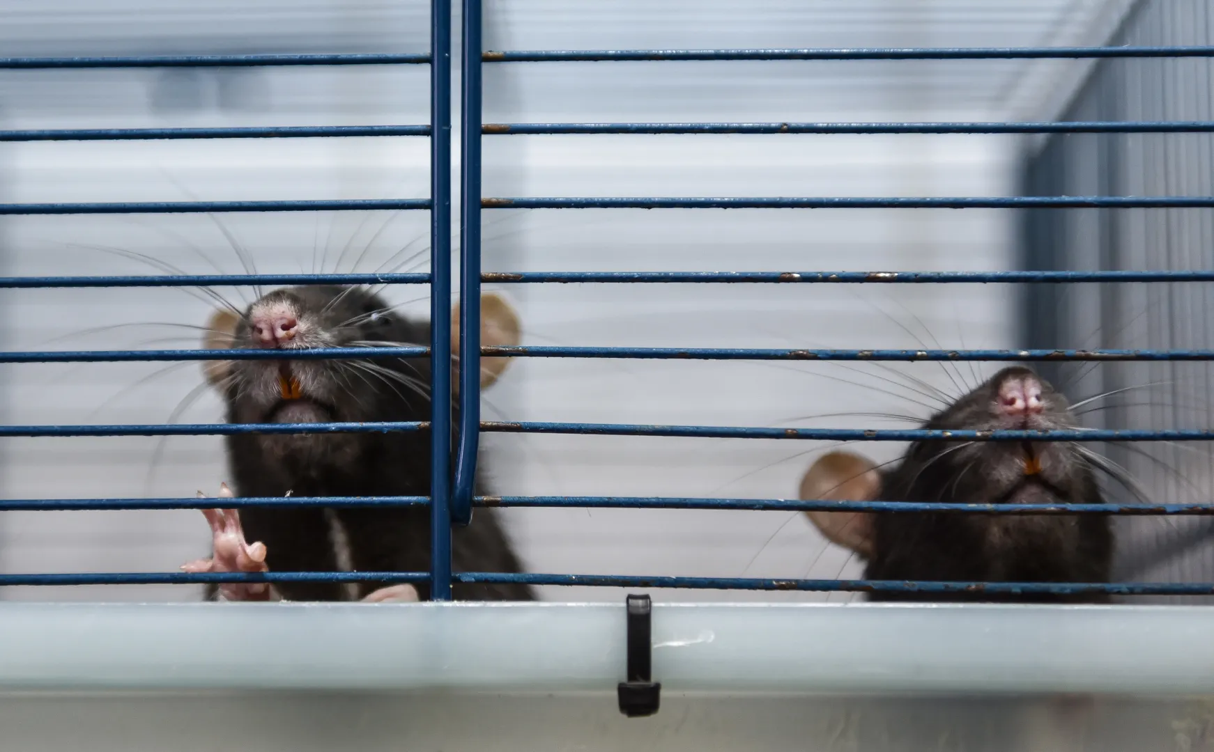 Tylko jedna na 20 terapii testowanych na zwierzętach zostaje dopuszczona u ludzi. fot. PAP/Wojtek Jargiło