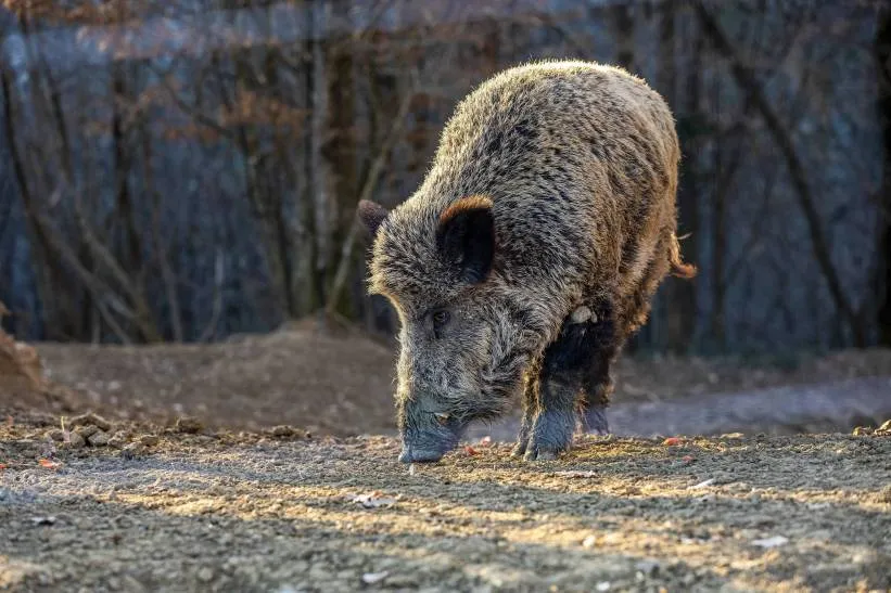 Dzik. Zdjęcie ilustracyjne. Fot. PAP/Srecko Niketic/PIXSELL