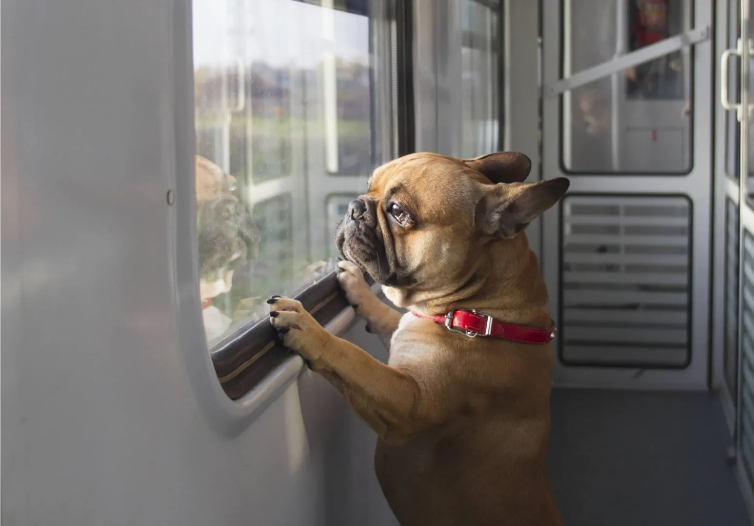 Buldog francuski w pociągu Fot. PAP/Wojciech Olkuśnik