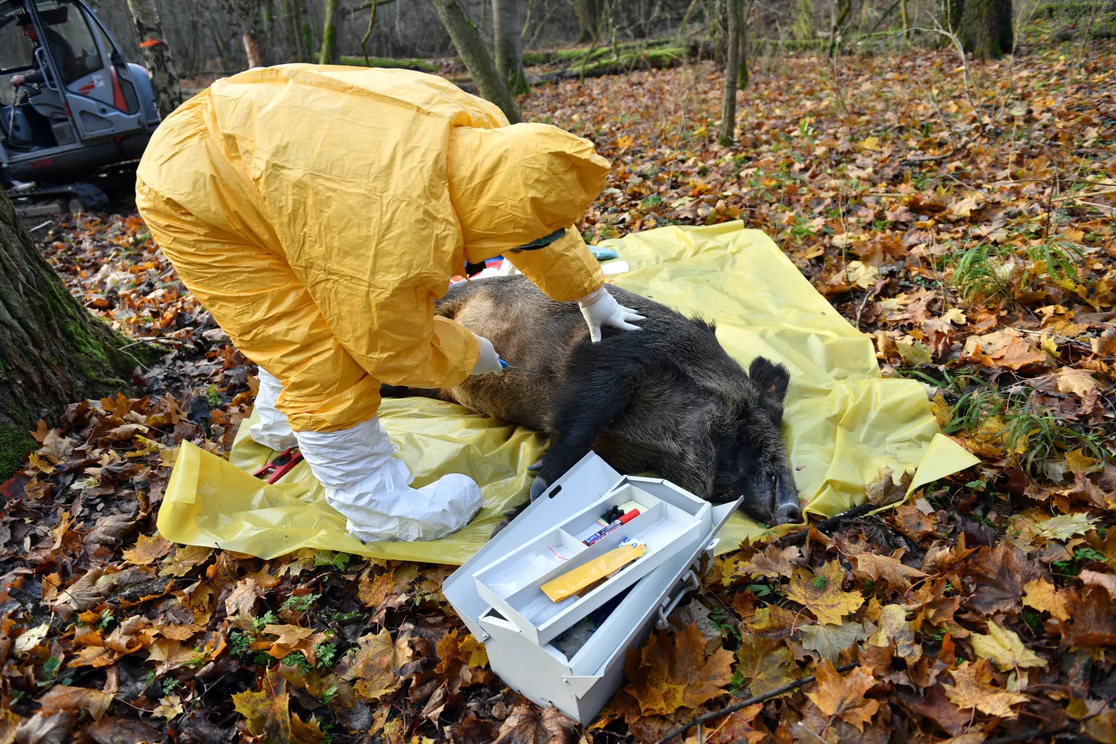 Afrykański pomór świń to zakaźna choroba wirusowa świń domowych wszystkich ras oraz dzików. Fot. PAP/	Marcin Bielecki (zdjęcie ilustracyjne)