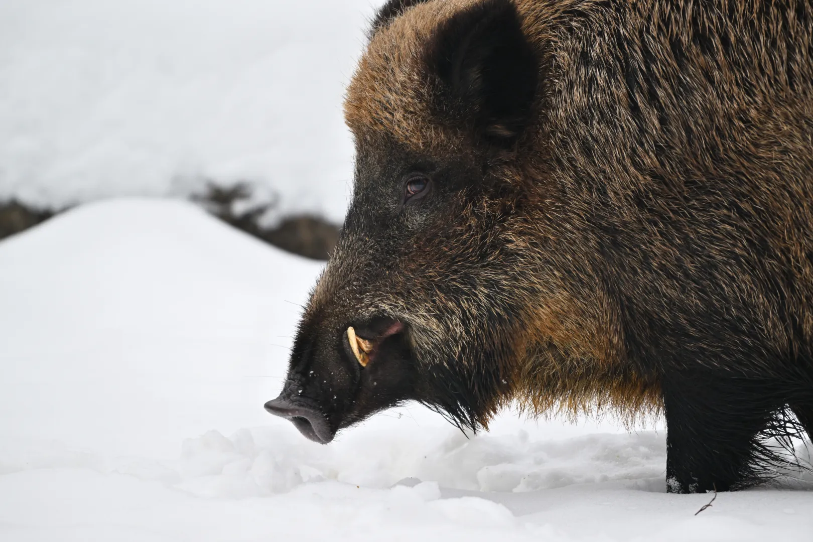 Dzik, zdjęcie ilustracyjne, fot. PAP/Przemysław Piątkowski