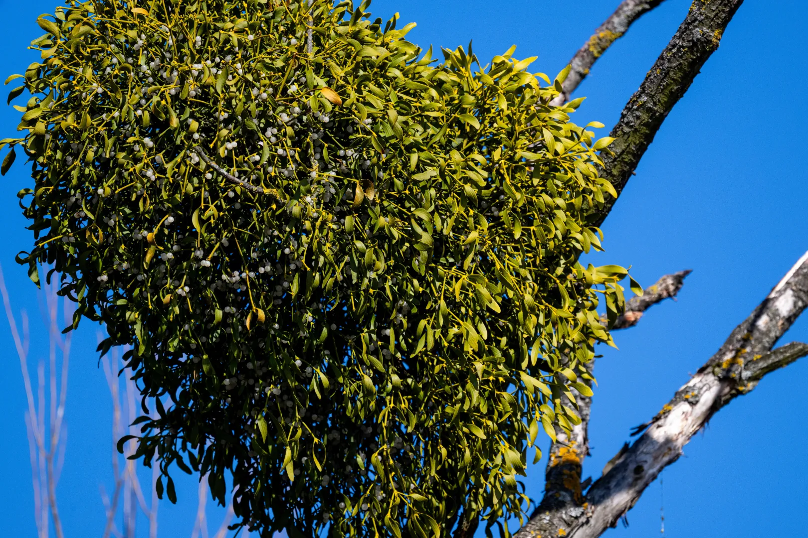 Jemioła pospolita. Fot. PAP/Darek Delmanowicz