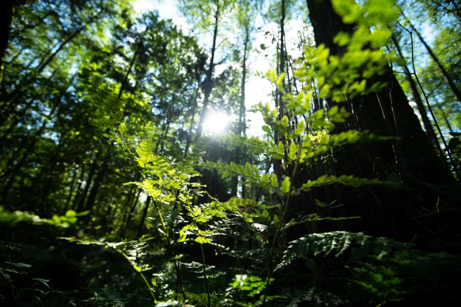 Puszcza Białowieska. Fot. PAP/Michał Zieliński