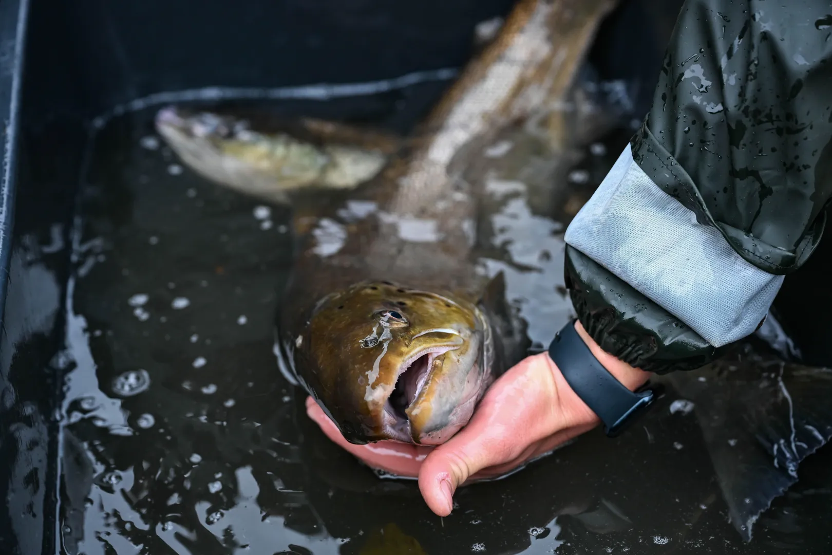 Najbardziej zasobnymi w łososie rzekami są te w obszarze północnego Bałtyku. Fot. PAP/	Piotr Kowala (zdjęcie ilustracyjne)