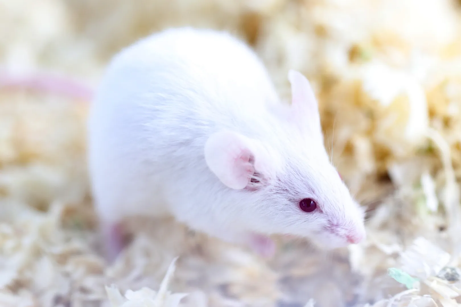 Mysz (zdjęcie ilustracyjne). Fot. PAP/Łukasz Gągulski