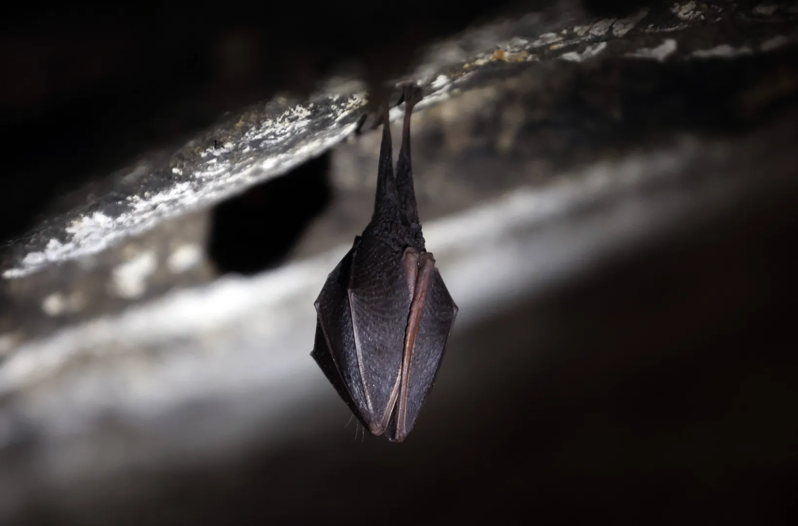 Nietoperz. Zdj. Ilustracyjne. Fot. PAP/EPA/JANOS VAJDA