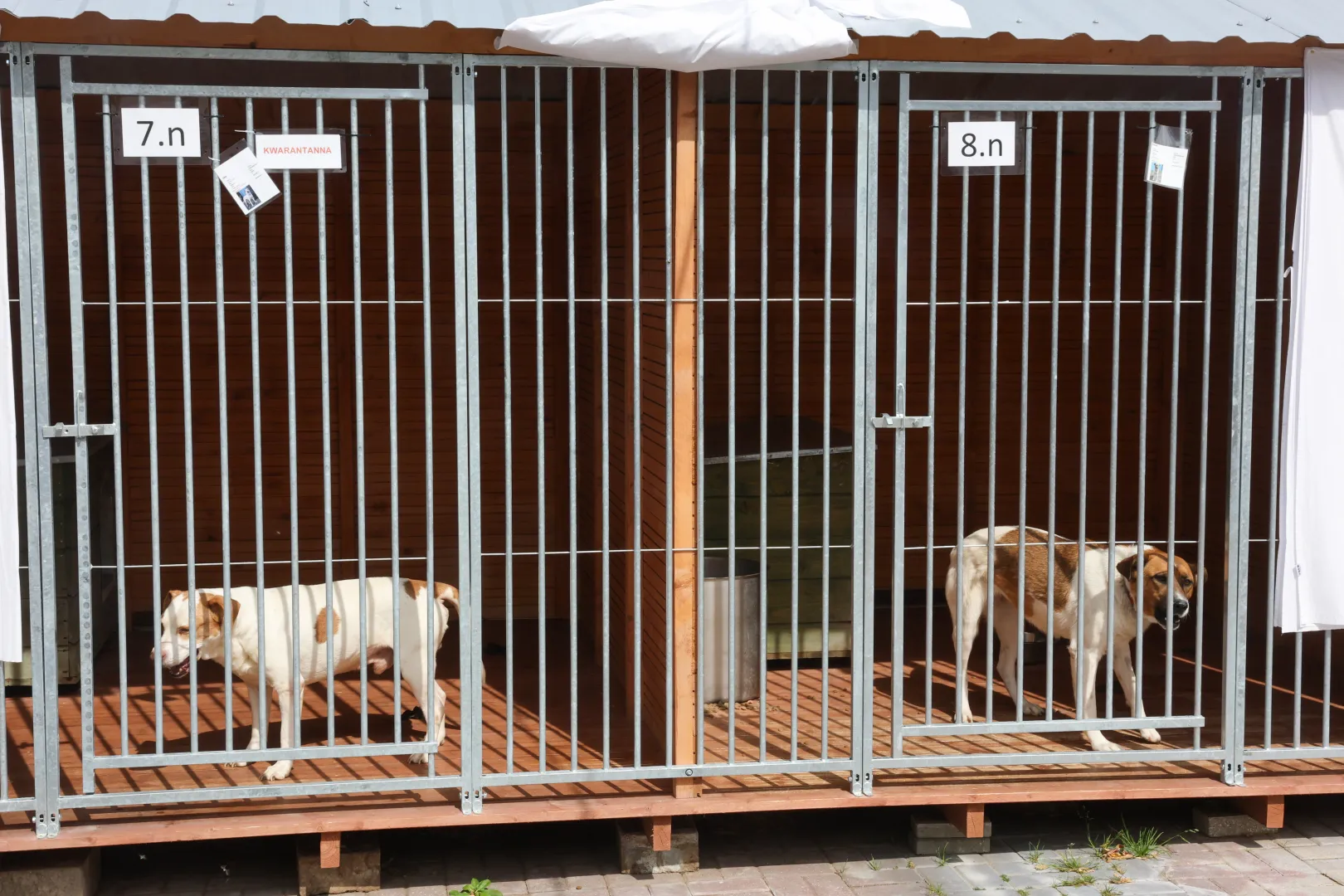 Wyremontowane schronisko dla zwierząt w Łodzi. Fot. PAP/Marian Zubrzycki