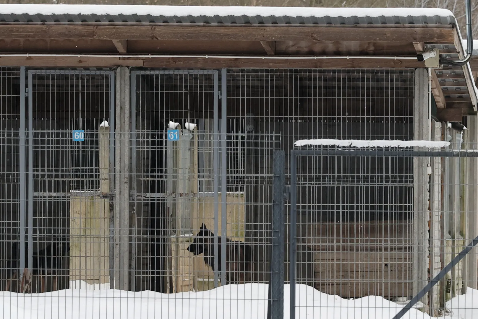 Powiatowy Lekarz Weterynarii zamknął schronisko w Sobolewie. Fot. PAP/	Paweł Supernak