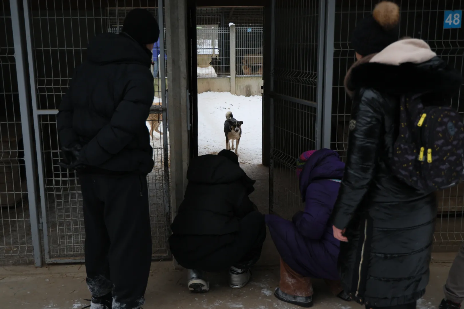  Akcja zabierania psów ze schroniska dla zwierząt "Happy Dog" w miejscowości Sobolew Fot. PAP/Paweł Supernak