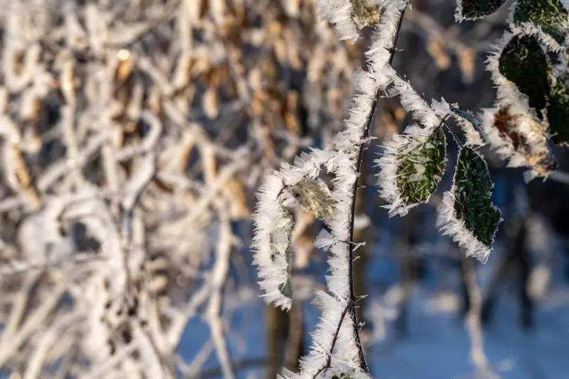 Mroźny poranek. Zdj. Ilustracyjne. Fot. PAP/Darek Delmanowicz