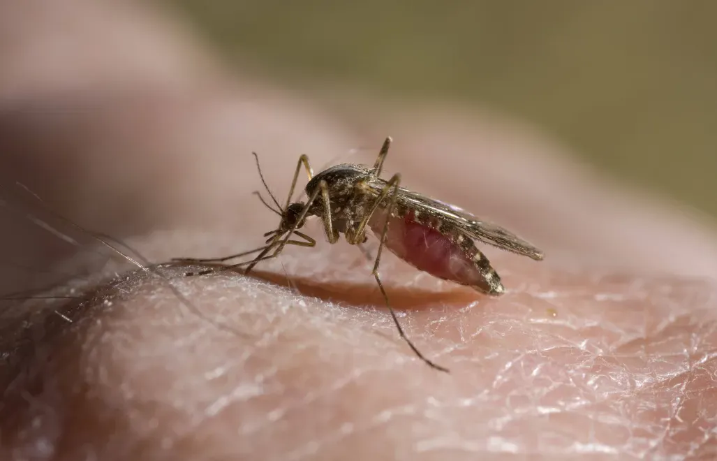 Komar, fot. NHPA/Photoshot/Stephen Dalton