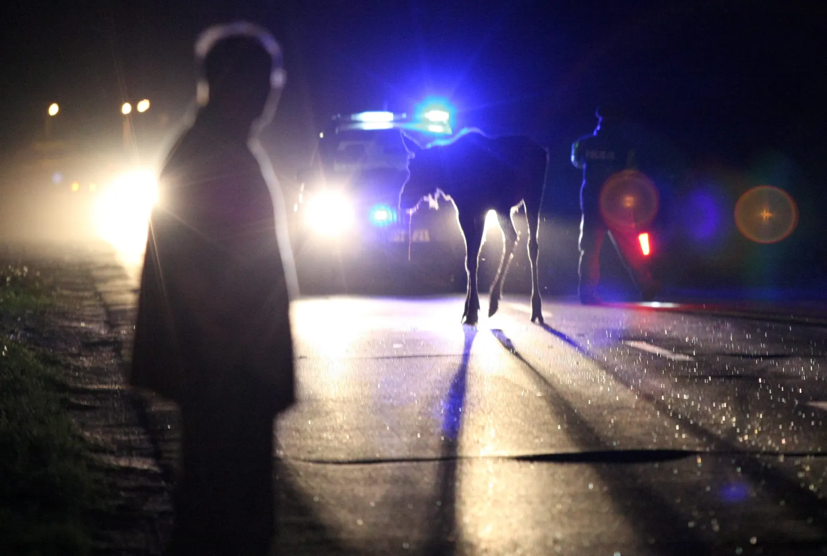 Kolizja z udziałem łosia. Fot. PAP/Marcin Bednarski