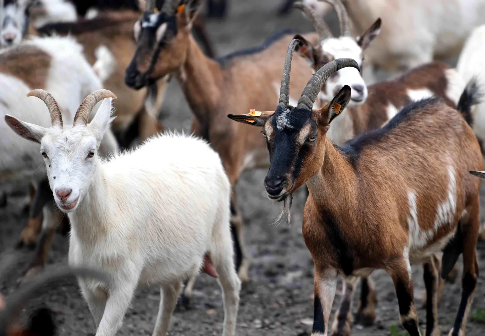 Kozy. Fot. PAP/	Darek Delmanowicz