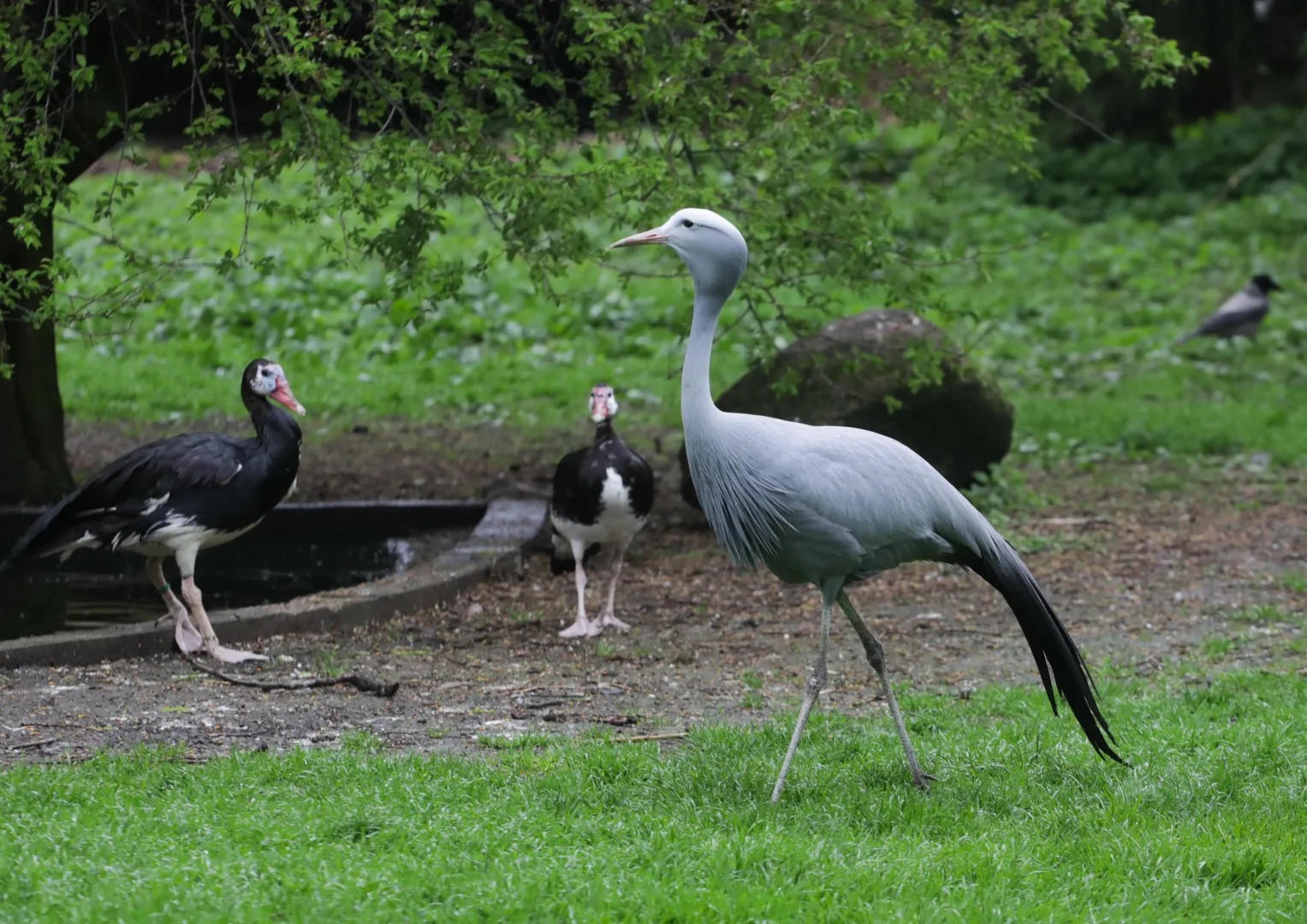 Ptaki w warszawskim zoo, fot.PAP/Albert Zawada