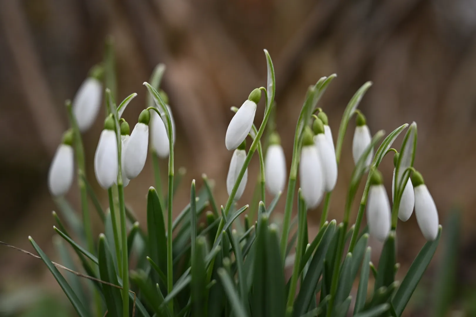  Kwitnące przebiśniegi. Zdj. Ilustracyjne. Fot. PAP/Adam Warżawa