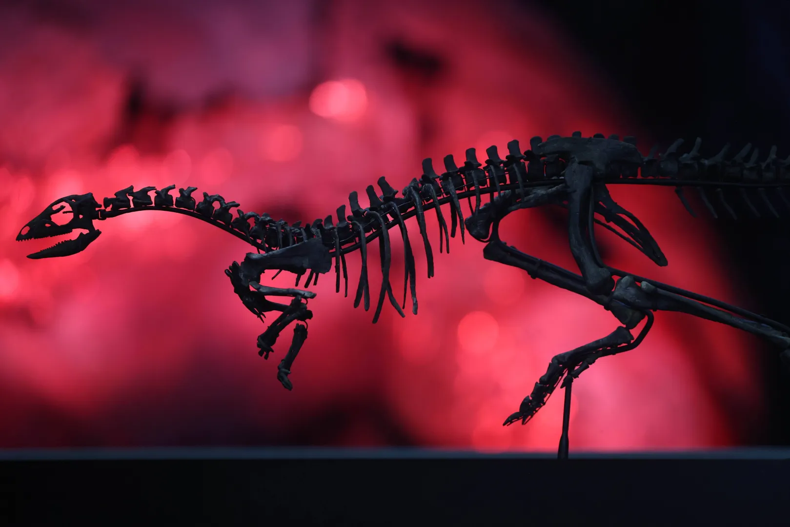 Eksponat w Muzeum Historii Naturalnej w Londynie Fot. PAP/EPA/NEIL HALL