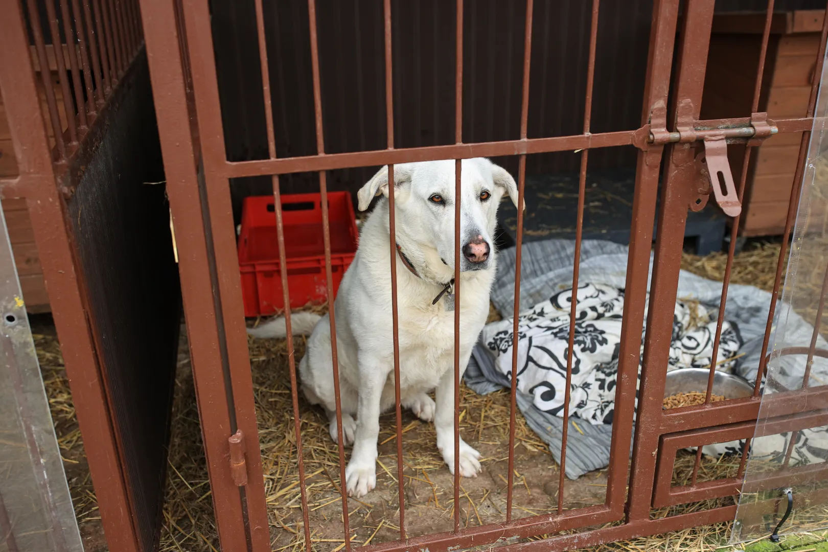 Schronisko (zdjęcie ilustracyjne). Fot. PAP/Jarek Praszkiewicz