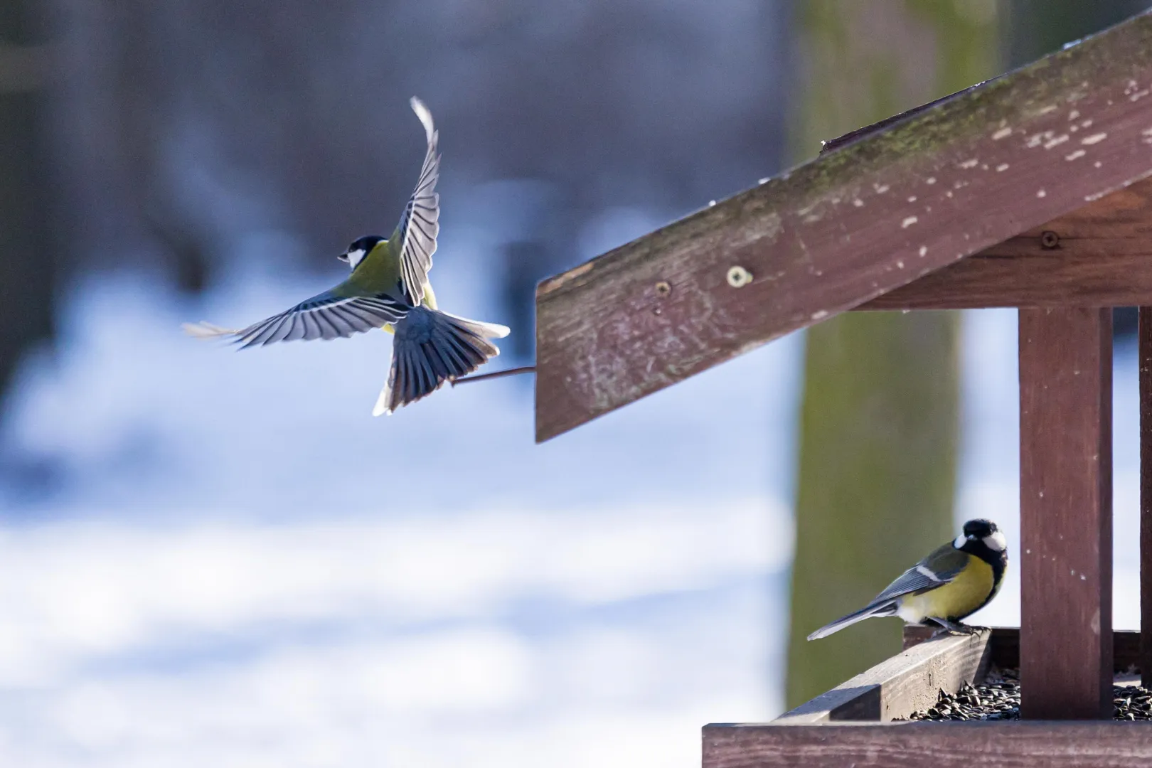 Sikorki w karmniku Fot. PAP/Szymon Pulcyn